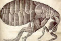 Household Pest Control
